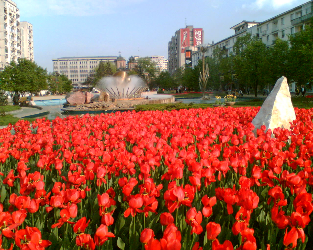 PreetyLand Simfonia lalelelorPitesti