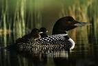 The call of a loon - beautiful!