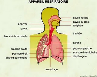 CorrigÃ© des exercices sur Â« l'appareil respiratoire  - Poly-Prepas