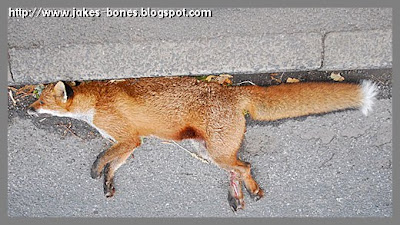 A dead fox in my village : Jake's Bones