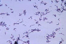 external image 220px-Propionibacterium_acnes.jpg