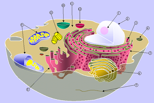 Plant Cell And Animal Cell Organelles. of the cell#39;s organelles.