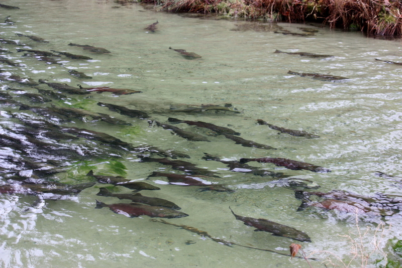Just Nature Photography ChehalisHarrison River estuary salmon