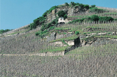 [Wehlenehervineyard.gif]