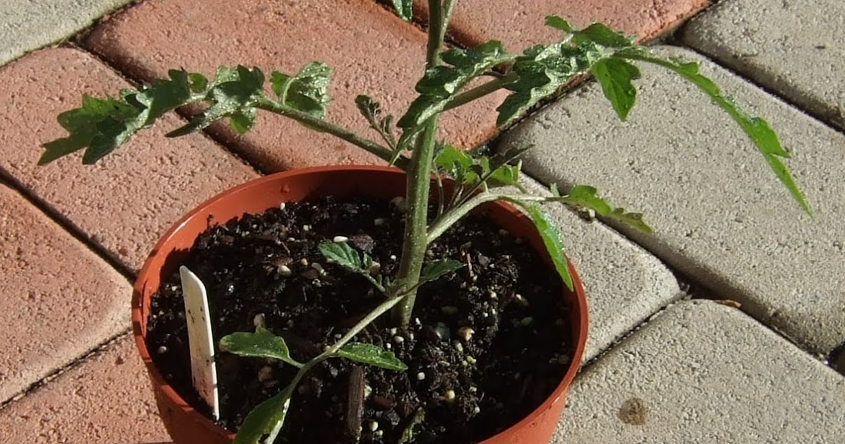 My Southern California Vegetable Garden: Cherry Tomato Seedling in the