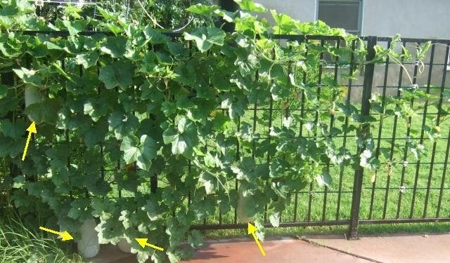 My Southern California Vegetable Garden Winter Melons Galore Winter Vegetable Garden Southern California