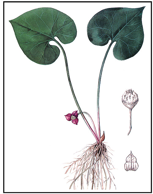 [aristolochic+acid.jpg]