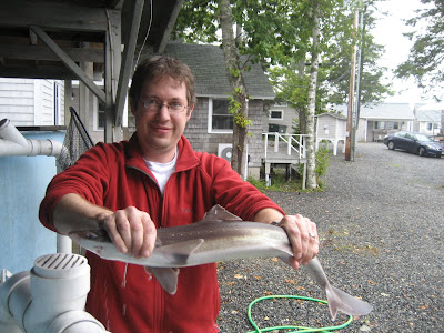 Spiny+dogfish+shark+facts