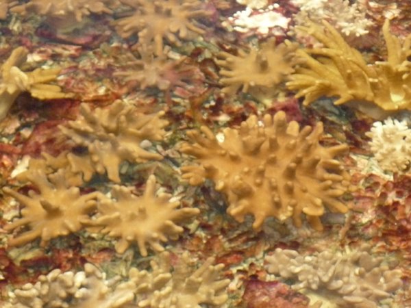 Leather coral(finger coral)
