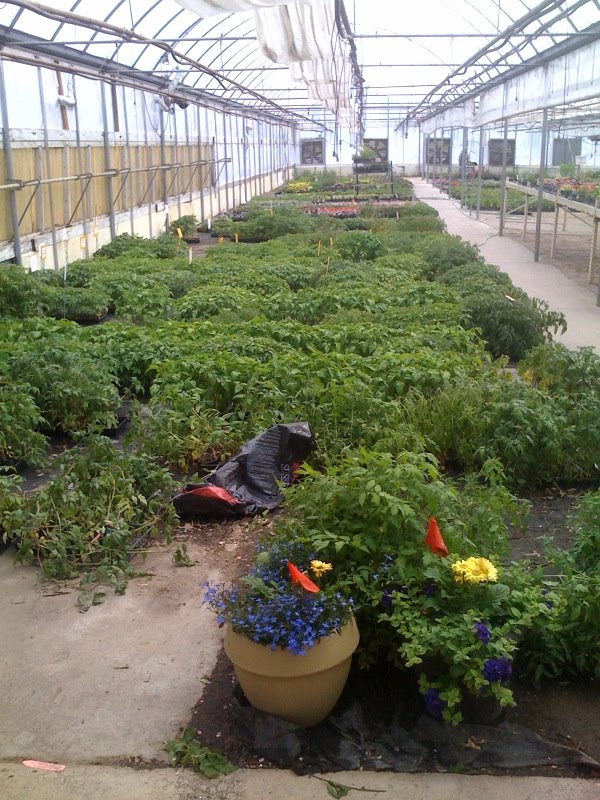 varieties of tomato plants