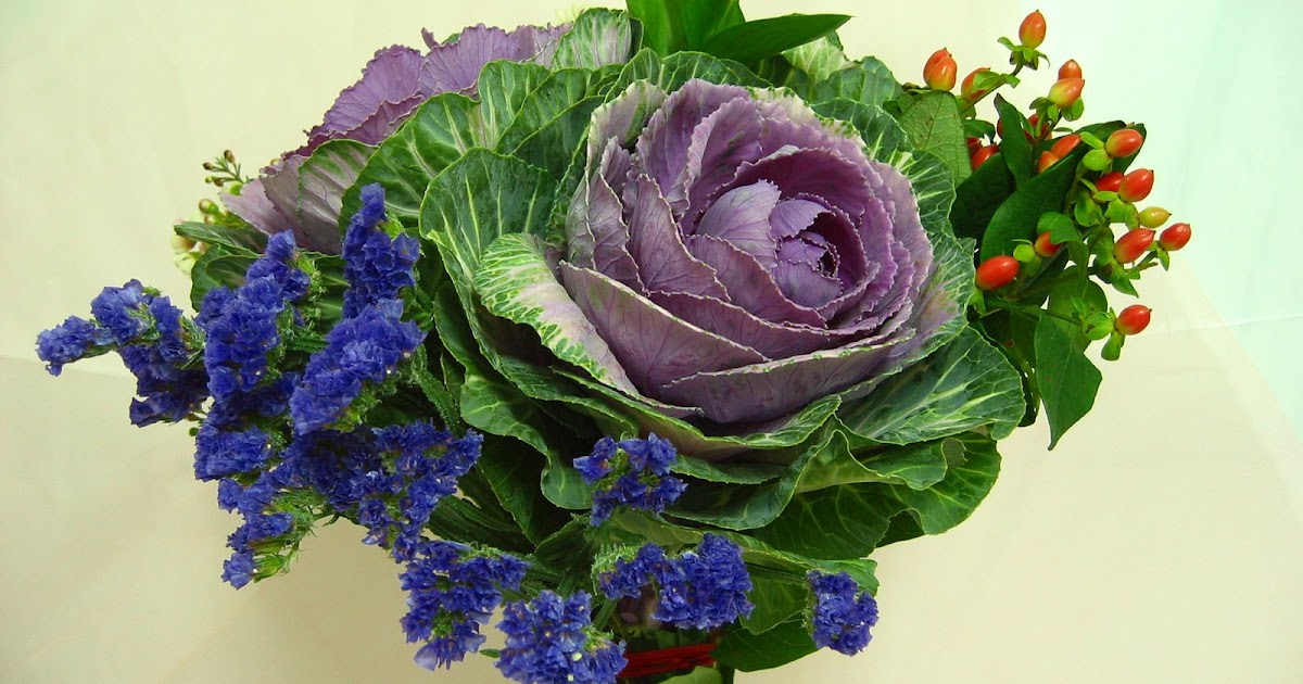 Floret Cottage Purple cabbage rose