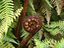 NZ Fern