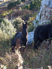 Cavalli di Esperia