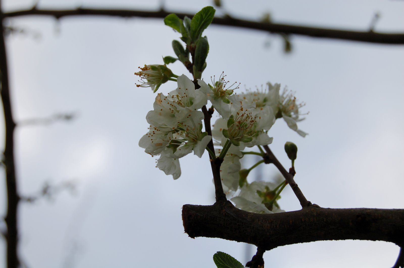 [DSC_0009-1.JPG]