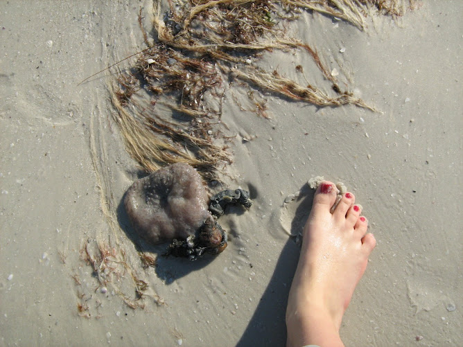 Odd life form on the beach. What is it?