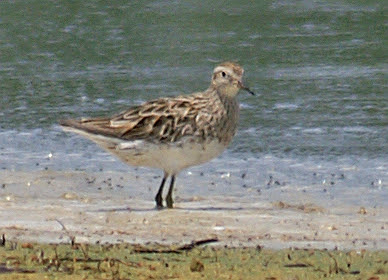 Sharp Tailed Sandpiper