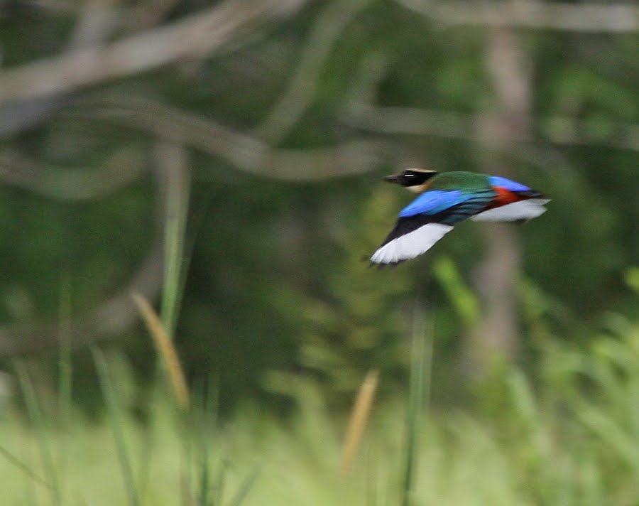 blue winged birds