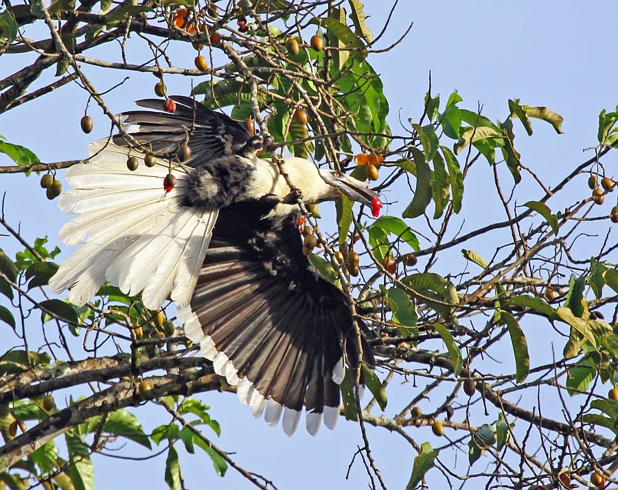 White Crowned Hornbill