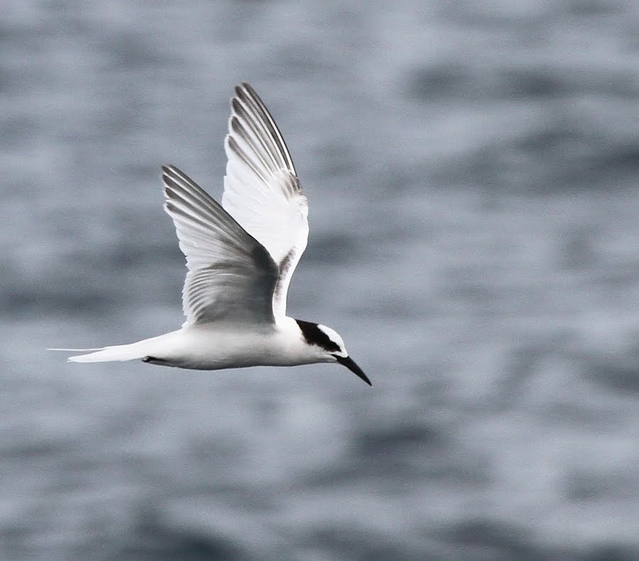 Black Naped Tern