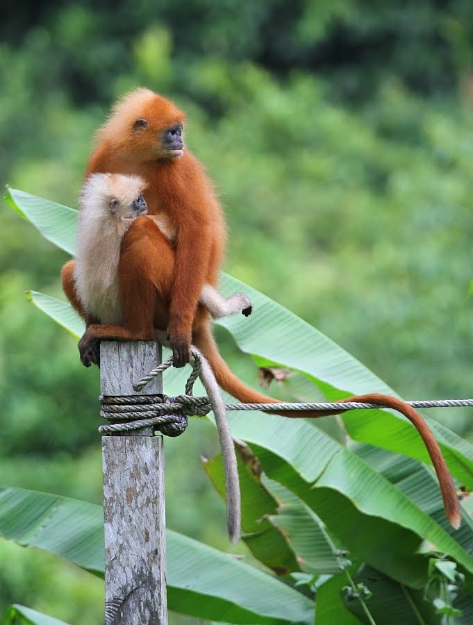maroon langur