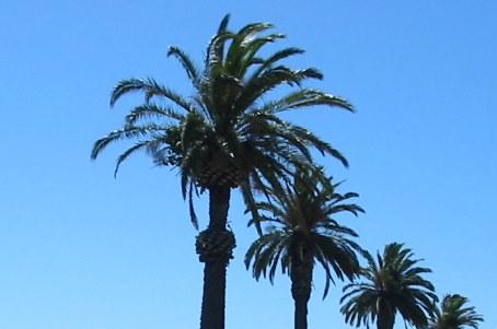 [PALMS.jpeg]