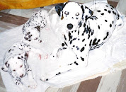 Our Dalmatians - 1995 litter Mattie and Diva with their mother CJ