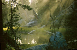 Tahoe forest