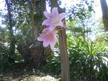 Beauty at the park