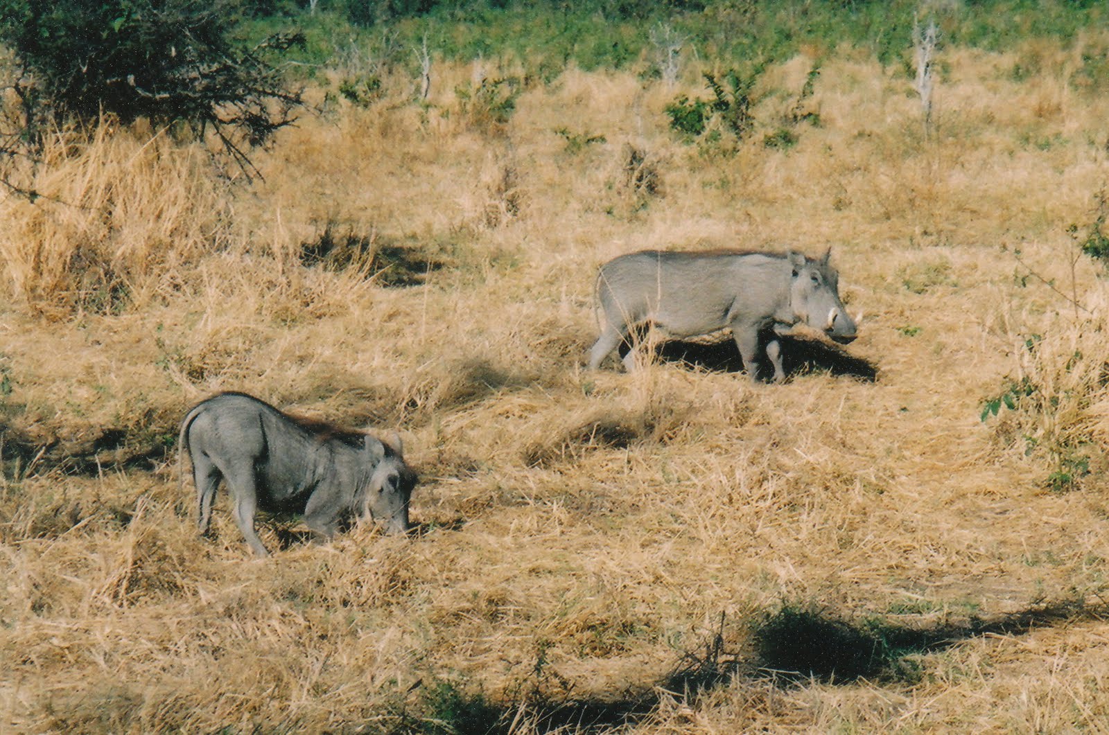 2004, Botswana, Zimbabwe: 2004, Botswana, Zimbabwe 2004, Botswana, Zimbabwe: 2004, Botswana, Zimbabwe