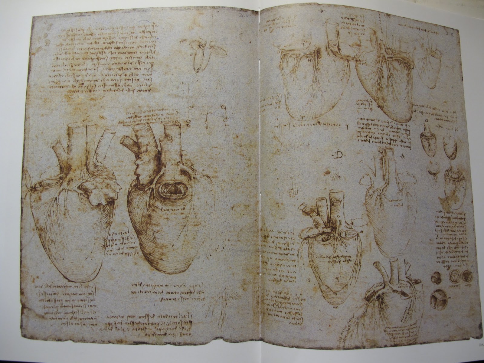Heart Da Vinci