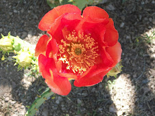 Cactus bloom