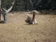 Stewie cushed after shearing