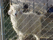 Little Bones with full fleece