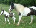 Gypsy Mare and foal