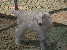 Casper, the Friendly Goat