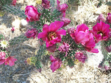 Blooming Cholla cactus