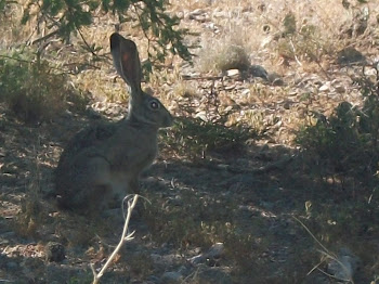 Big earred Jackrabbit