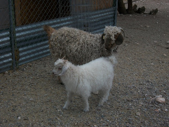 Caramel and Casper in new pasture