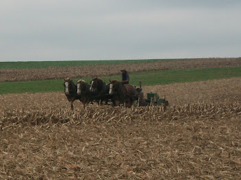 Amish Farmer and draft horses