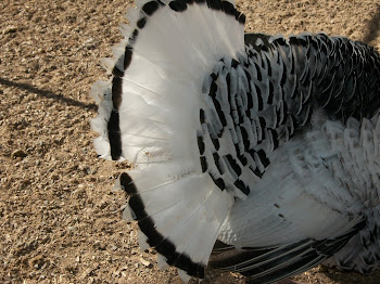 Turkey with head "chopped off"