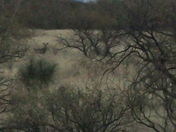 One mule deer captured