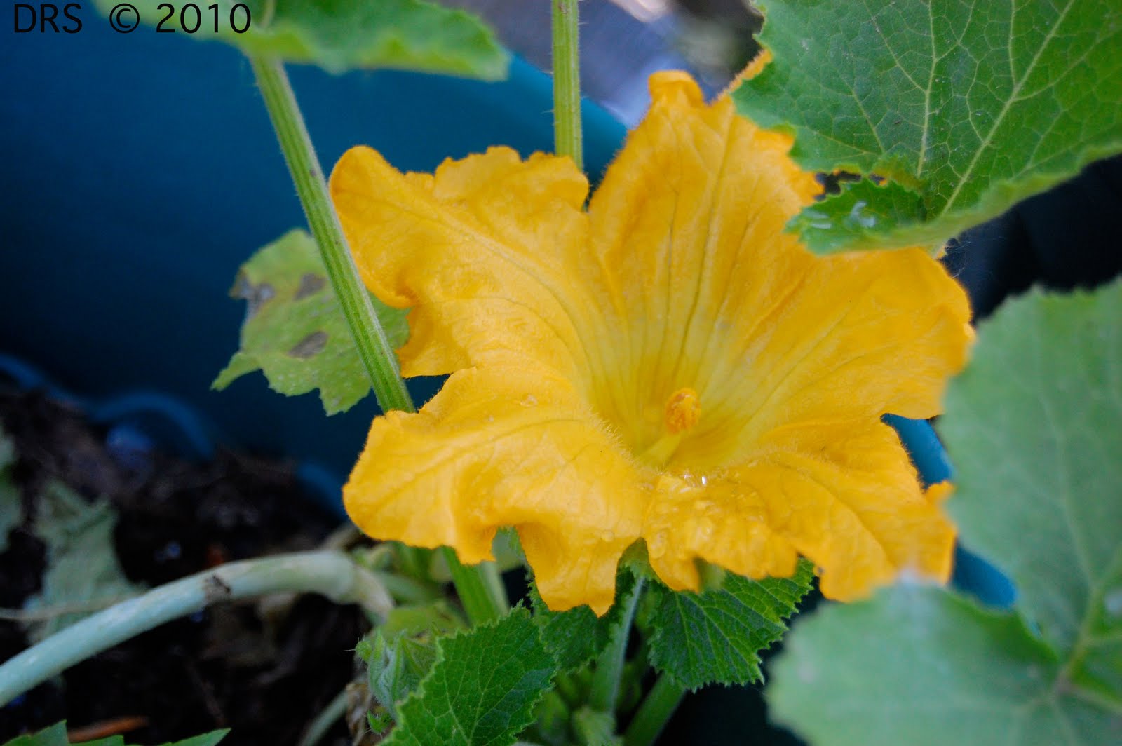 blossom Blossom, Squash blossom, Plants