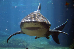 Una suka shark