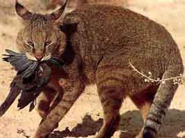 Asian Jungle Cat