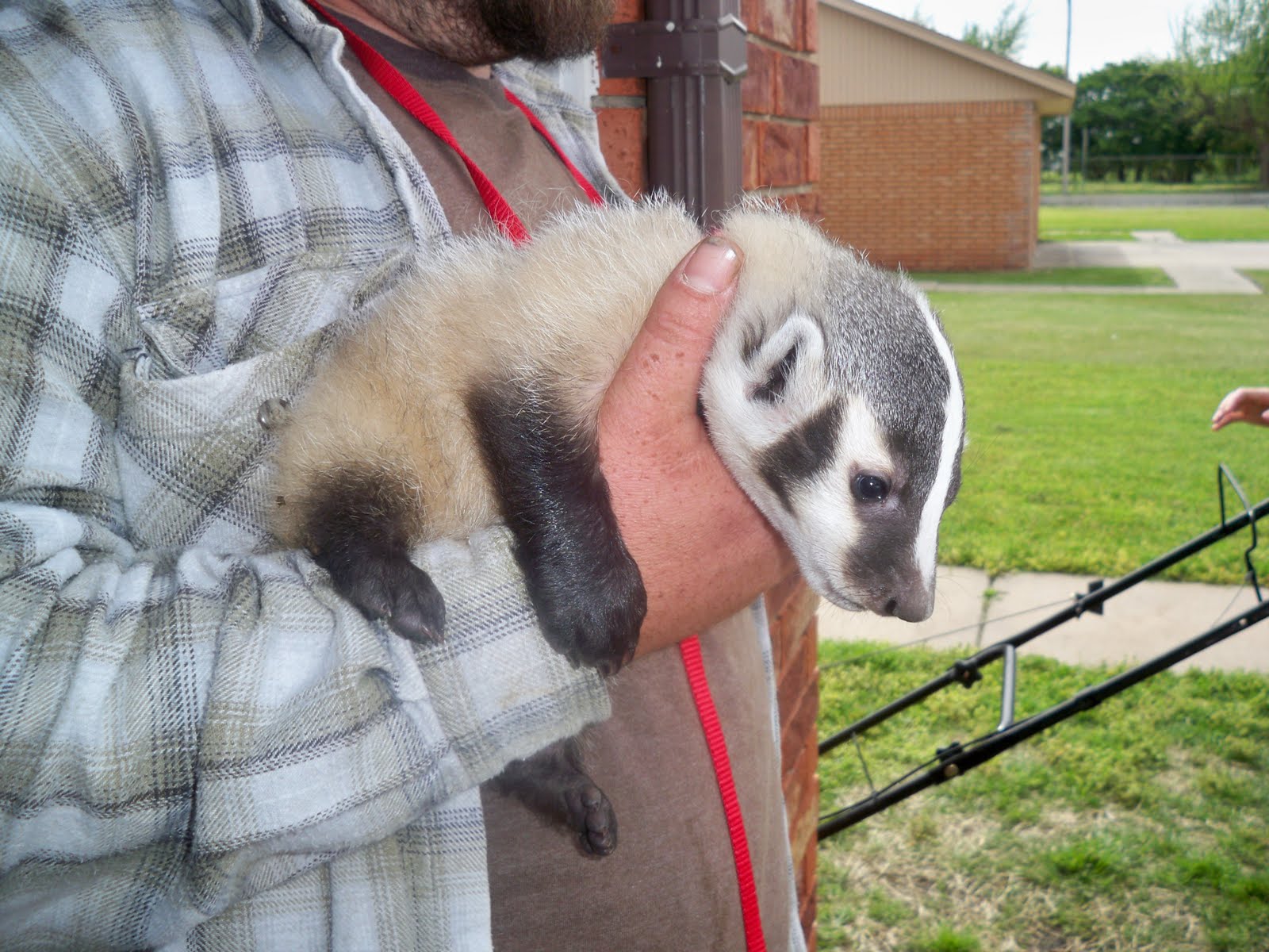 Lords of Loud Pet Badger