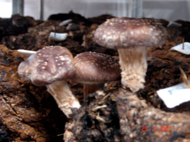 [DSC08345.JPG]