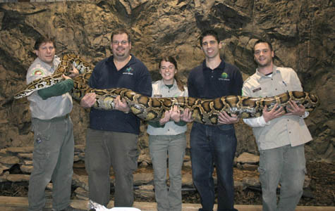 [burmese-python.jpg]