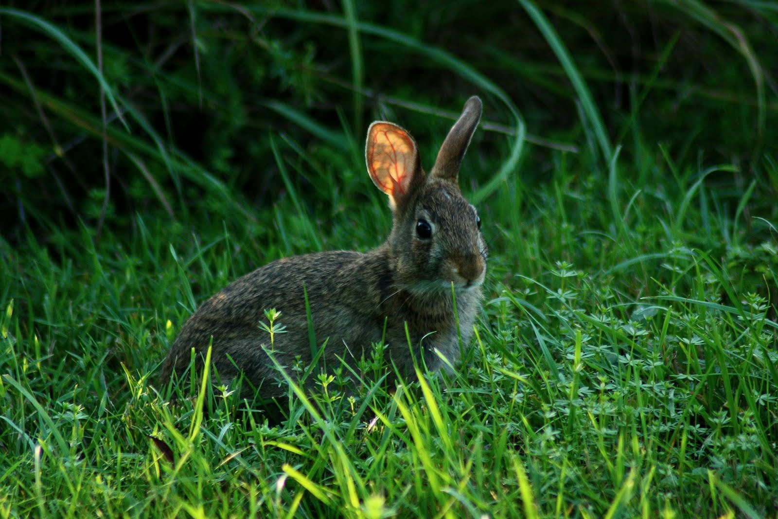 The World I See rabbits everywhere!