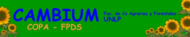 cambium