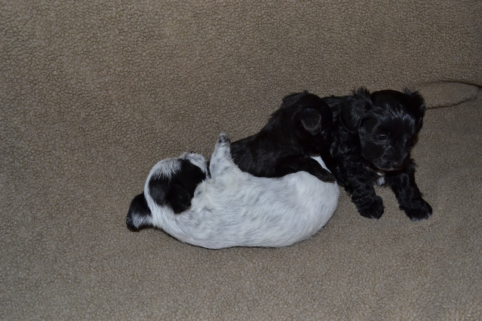 Two Pups